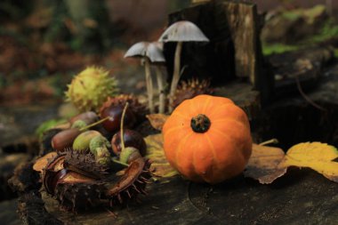 Sonbahar sakin bir hayat