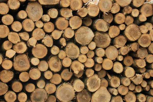 Chopped fuel wood in a forest — Stock Photo, Image