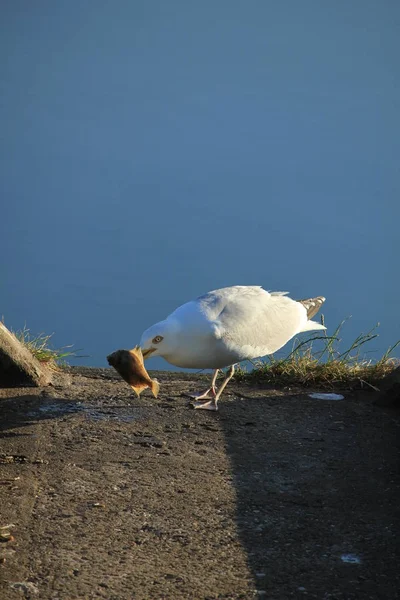 Uma gaivota a comer um peixe — Fotografia de Stock