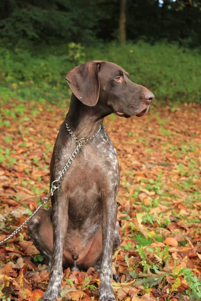 German Shorthaired Pointer — Stock Photo, Image