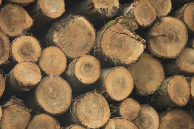 Kıyılmış yakıt ahşap bir ormanda