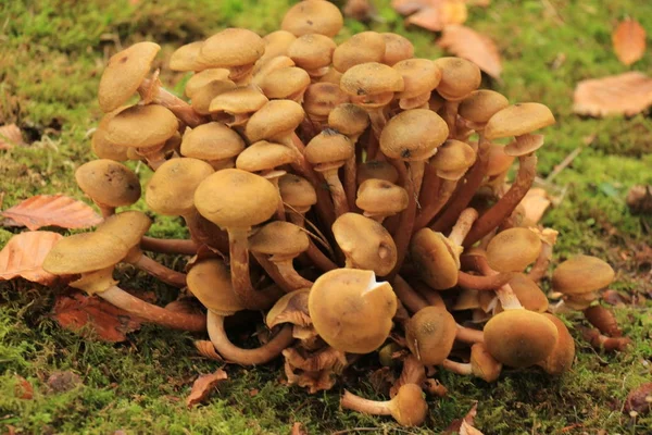 Cogumelos em uma queda forrest — Fotografia de Stock