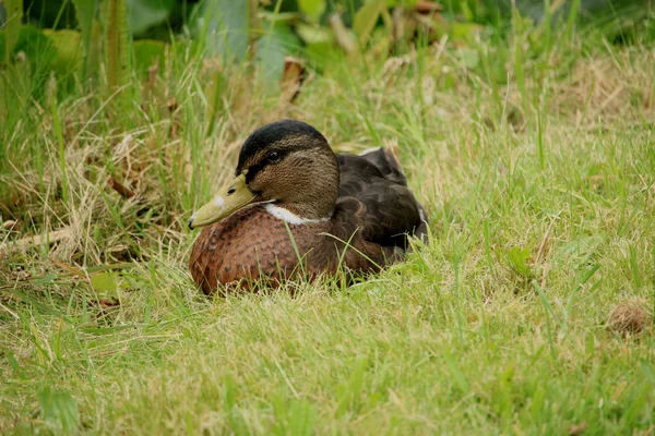 Female duck in grass — Stock Photo, Image