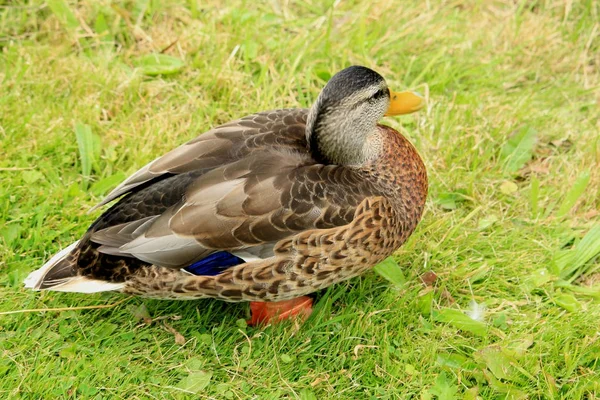 Vrouwelijke eend in het gras — Stockfoto