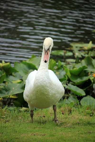 Um único cisne — Fotografia de Stock