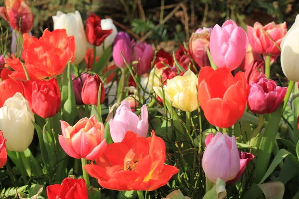 Multicolored tulips in a field — Stock Photo, Image