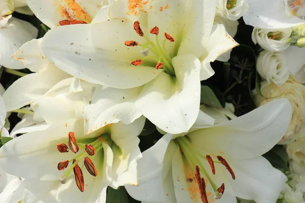 Big white lilies — Stock Photo, Image