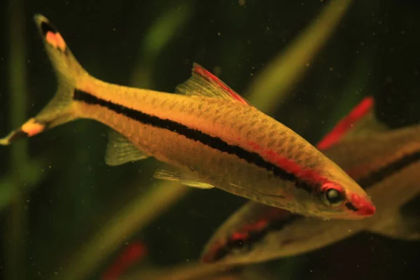 Pearl gourami fish