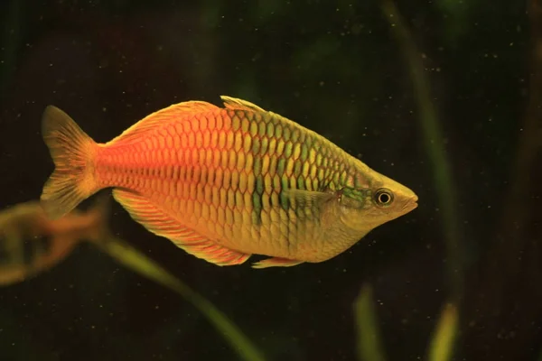 Honey gourami fish — Stock Photo, Image