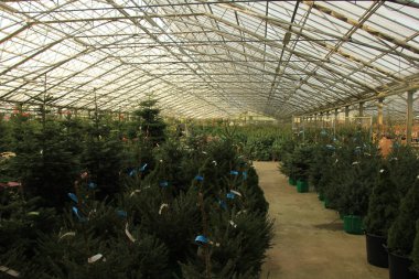 Noel ağacı satışı