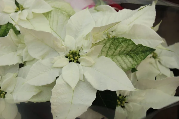 Grupo de poinsettia blanca — Foto de Stock