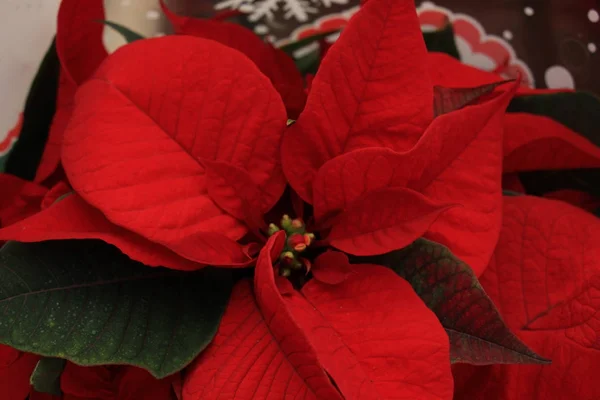 Group of red poinsettia — Stock Photo, Image