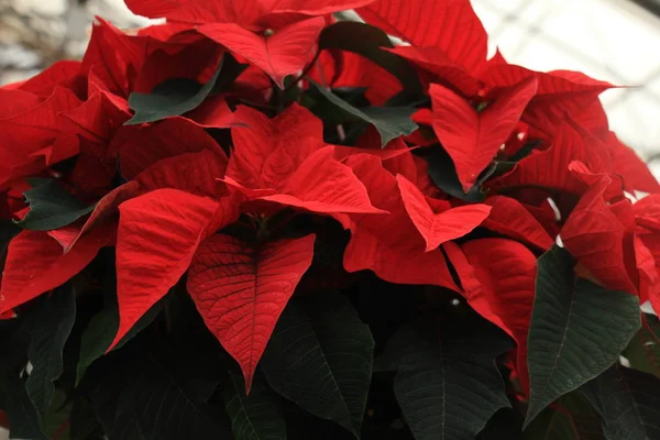 Grupo de poinsettia roja — Foto de Stock