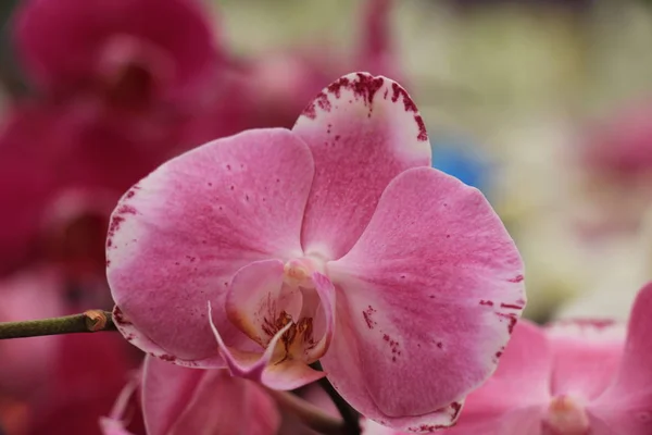 Phalaenopsis orchid plant — Stock Photo, Image