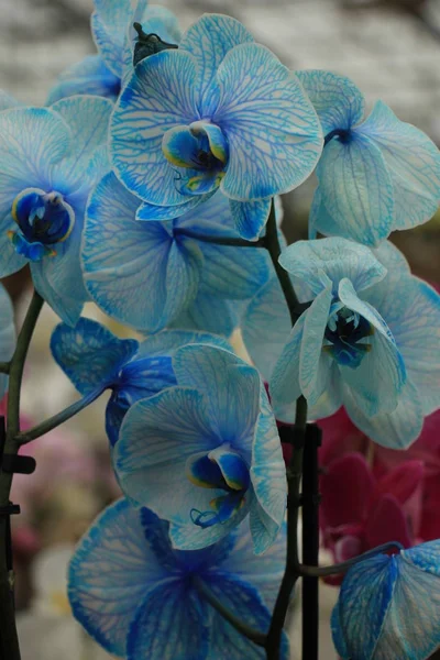 Blaue Phalaenopsis-Orchidee — Stockfoto
