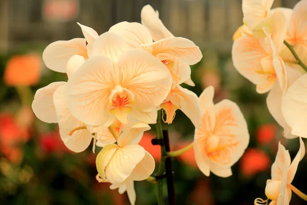 Phalaenopsis orchid plant — Stock Photo, Image