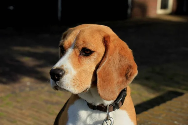 Młoda kobieta beagle — Zdjęcie stockowe