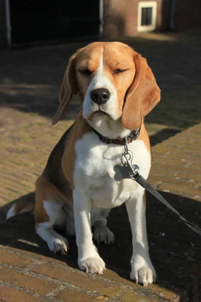 Jonge vrouwelijke beagle — Stockfoto