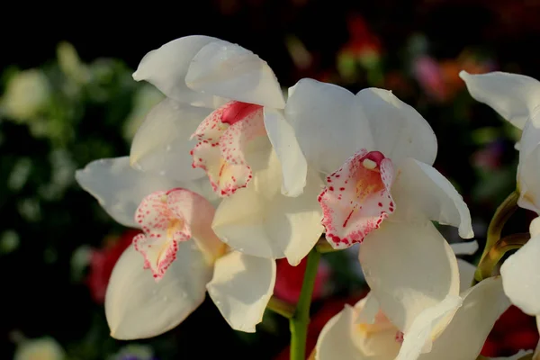 Vita Cymbidium Orkidéer Brudblomsterarrangemang — Stockfoto