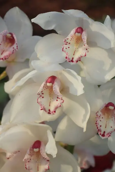 White Cymbidium orchid — Stock Photo, Image