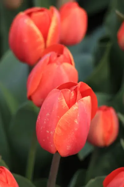 Tulipanes Anaranjados Campo Tulipanes Creciendo Campo Agrícola —  Fotos de Stock