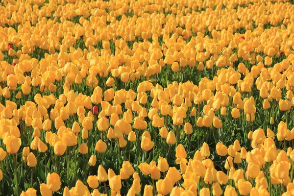 Tulipes Jaunes Dans Champ Industrie Des Bulbes Fleurs — Photo