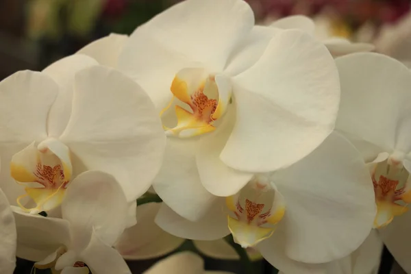 Phalaenopsis Orchid Pure White Yellow Center — Stock Photo, Image