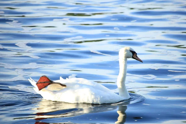 Un solo cisne — Foto de Stock