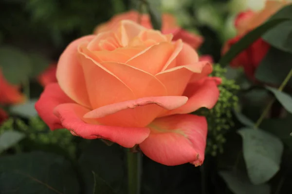 Grande Rose Simple Dans Bouquet Mariage Fleurs Mariée — Photo