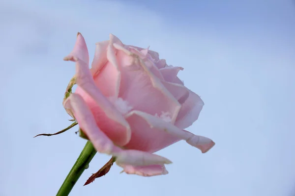 在新雪中一朵淡淡的粉红玫瑰 — 图库照片