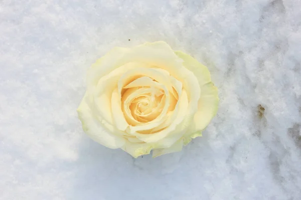 Una Rosa Blanca Marfil Nieve Fresca — Foto de Stock