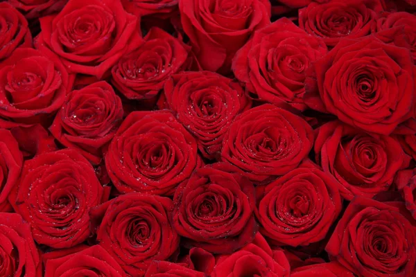 Große Rote Rosen Einer Gruppe Perfekt Als Hintergrund — Stockfoto