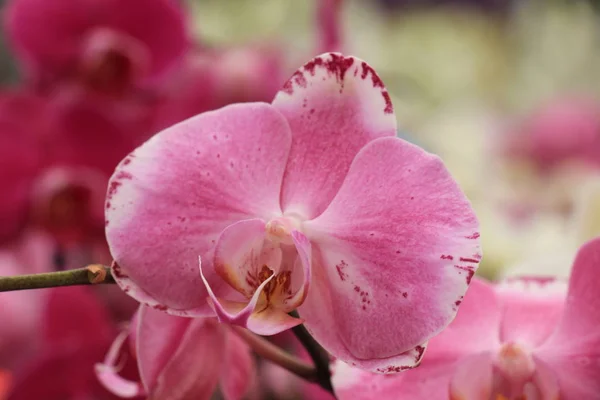 Phalaenopsis Orchid Bright Pink Dark Red — Stock Photo, Image