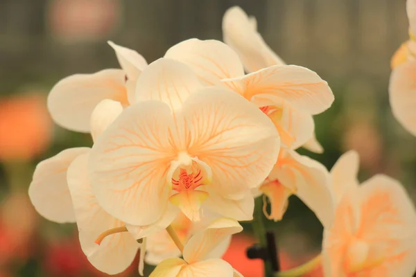Phalaenopsis Orkidé Persikofärgad Rosa Och Vit Med Gult Hjärta — Stockfoto