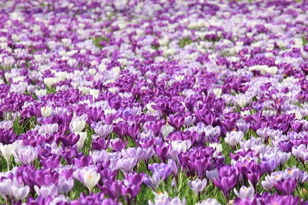 Purple White Crocuses Field — Stock Photo, Image