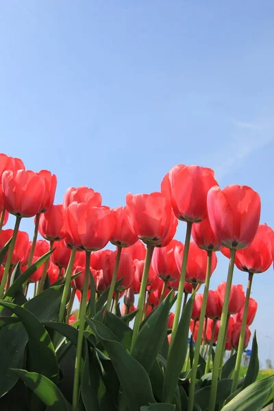 Rosa Tulpen — Stockfoto