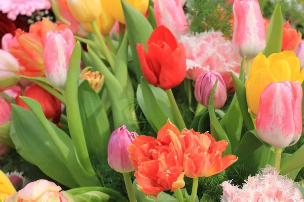 Ramo de tulipán mixto — Foto de Stock