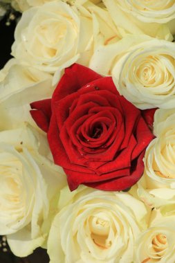 kırmızı ve beyaz Güller