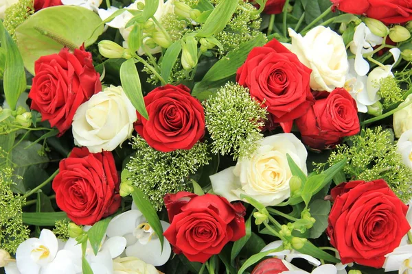 Big red and white roses — Stock Photo, Image