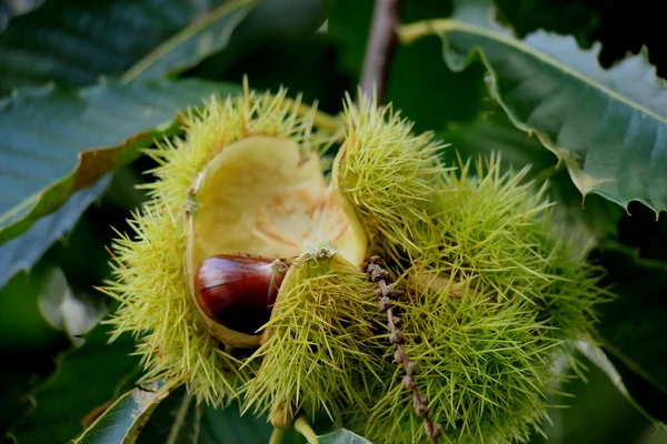 Sweet Chestnuts on a tree