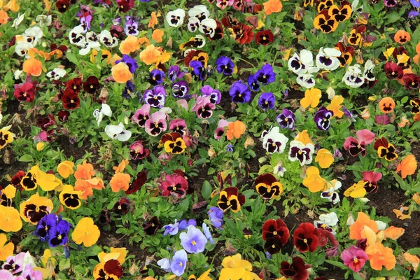 Multicolored pansies — Stock Photo, Image