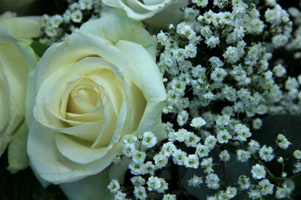 Bouquet de rose blanche et gypsophila — Photo