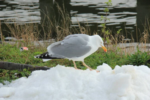 Seagull on ice — Stock Photo, Image