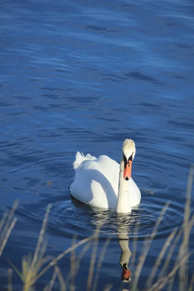 Un solo cisne — Foto de Stock