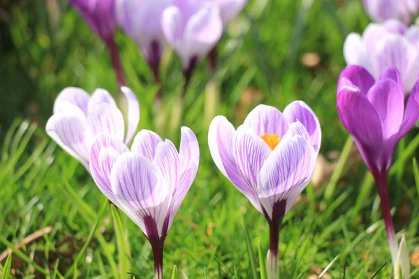 Krokussen in een veld — Stockfoto