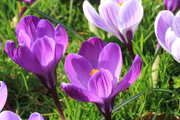 Krokussen in een veld — Stockfoto