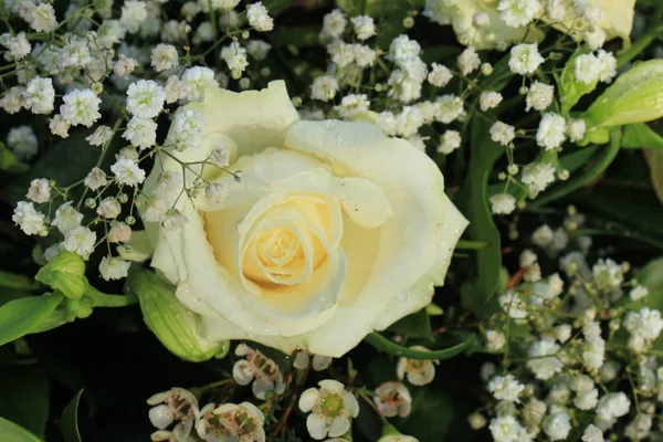 Rosa blanca y ramo de gypsophila —  Fotos de Stock