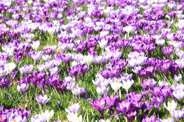 Purple crocuses — Stock Photo, Image