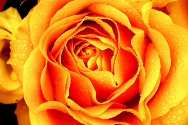 Grande rose orange — Photo