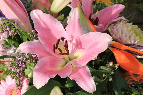Big pink lilies — Stock Photo, Image